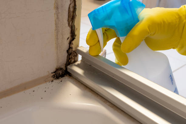 Best Emergency Mold Remediation in Albertson, NY
