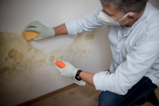 Best Kitchen Mold Remediation in Albertson, NY