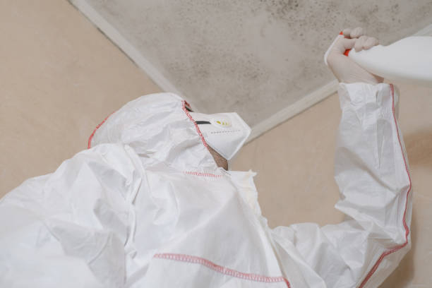 Best Basement Mold Remediation in Albertson, NY