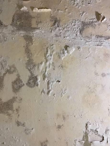 Best Residential Mold Remediation in Albertson, NY