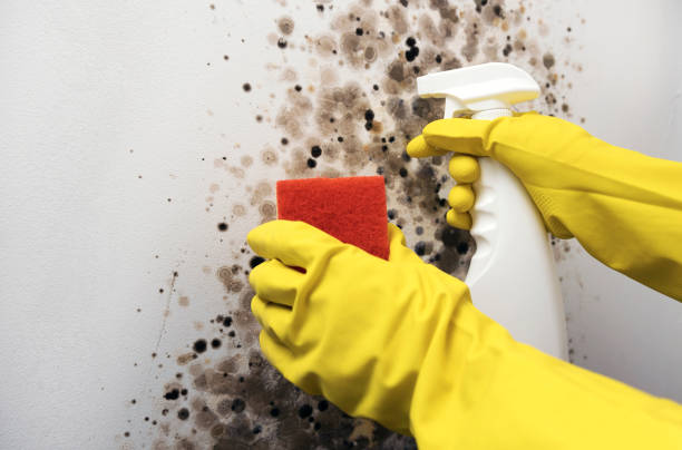 Professional Mold Remediation in Albertson, NY