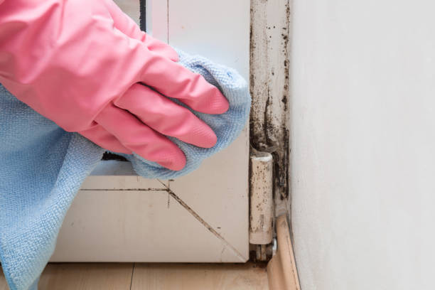 Best Mold Testing and Inspection Services in Albertson, NY